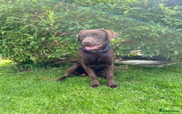 Labrador Retriever dogs for stud: Health Tested KC Registered Chocolate Labrador  in Wisbech - Image 16