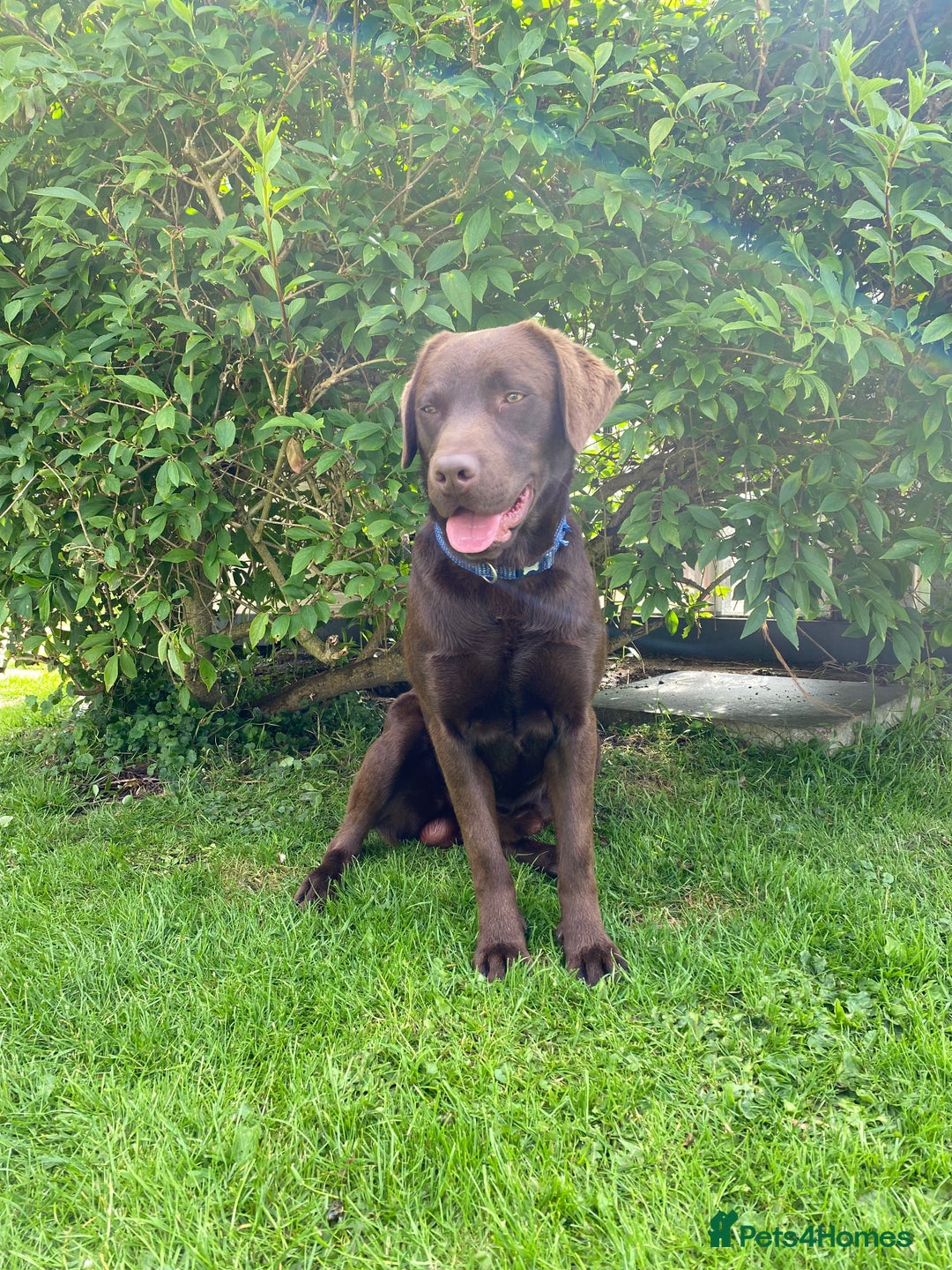 Labrador Retriever dogs for stud: Health Tested KC Registered Chocolate Labrador  in Wisbech - Image 16