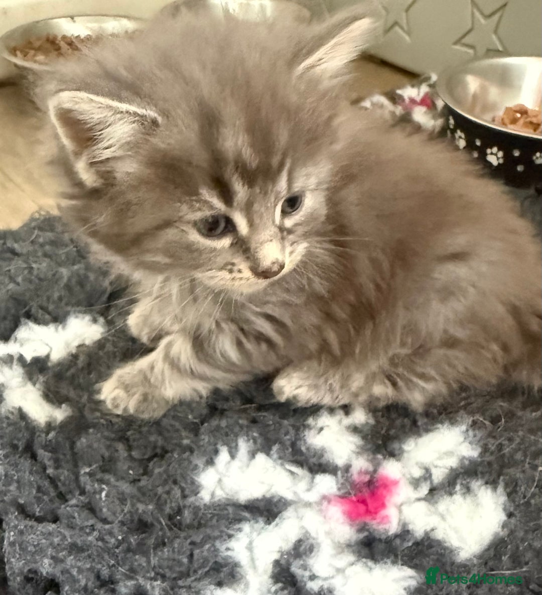 Mixed Breed cats for sale: Adorable kittens  - Advert 7