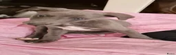 Whippet dogs for sale: Whippet puppies for sale - Advert 38