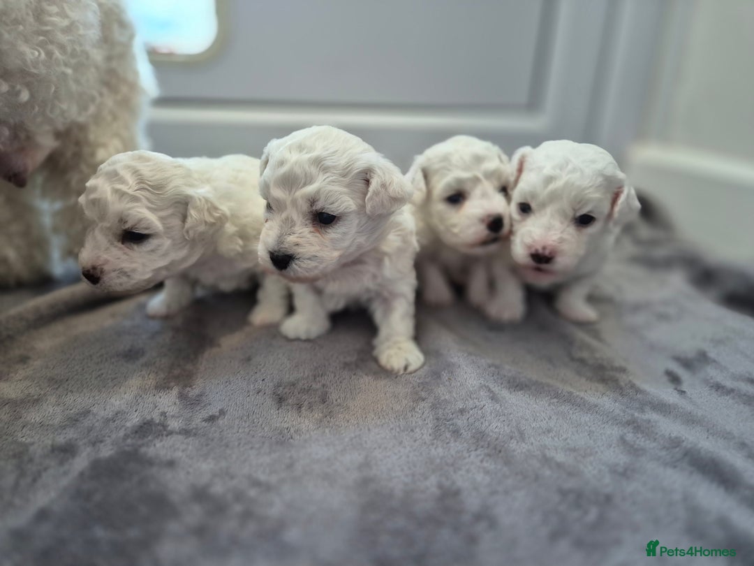 Bichon Frise dogs for sale: Pure White Bishon Frise - Advert 3