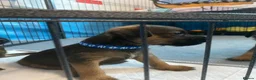 Border Terrier dogs for sale: **Border Terrier Puppies** in Glasgow - Advert 11