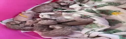 Bengal cats for sale: TICA Reg Bengal Kittens. Ready Next Month - Advert 5