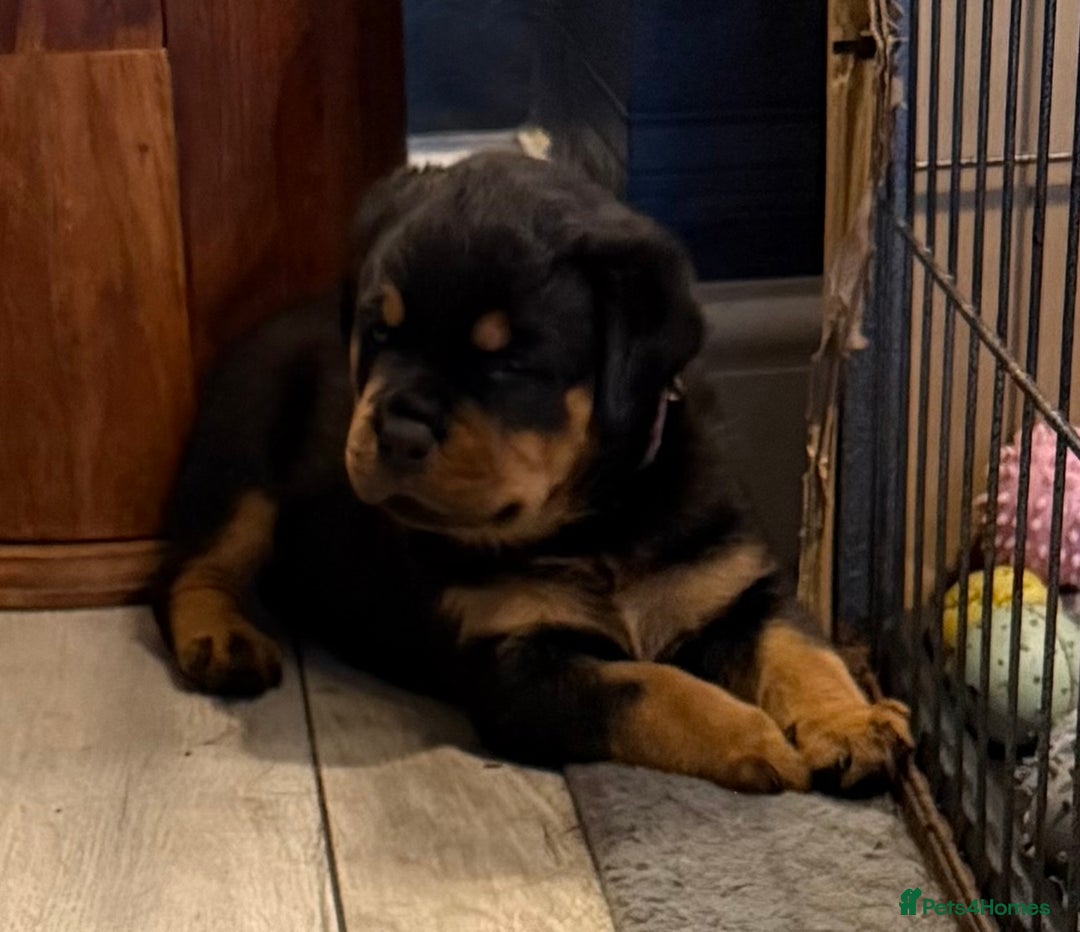 Rottweiler dogs for stud: KC ROTTWEILER FOR STUD  - Advert 8