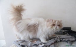 Persian cats for sale: Adorable Pedigree Persian Female Available Now - Image 10