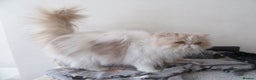 Persian cats for sale:  Pedigree Persian Female Available Now - Advert 8