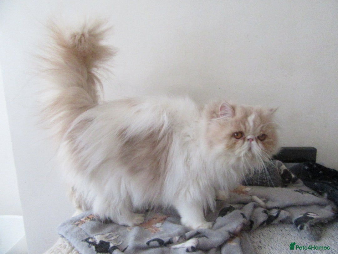 Persian cats for sale: Adorable Pedigree Persian Female Available Now - Image 10