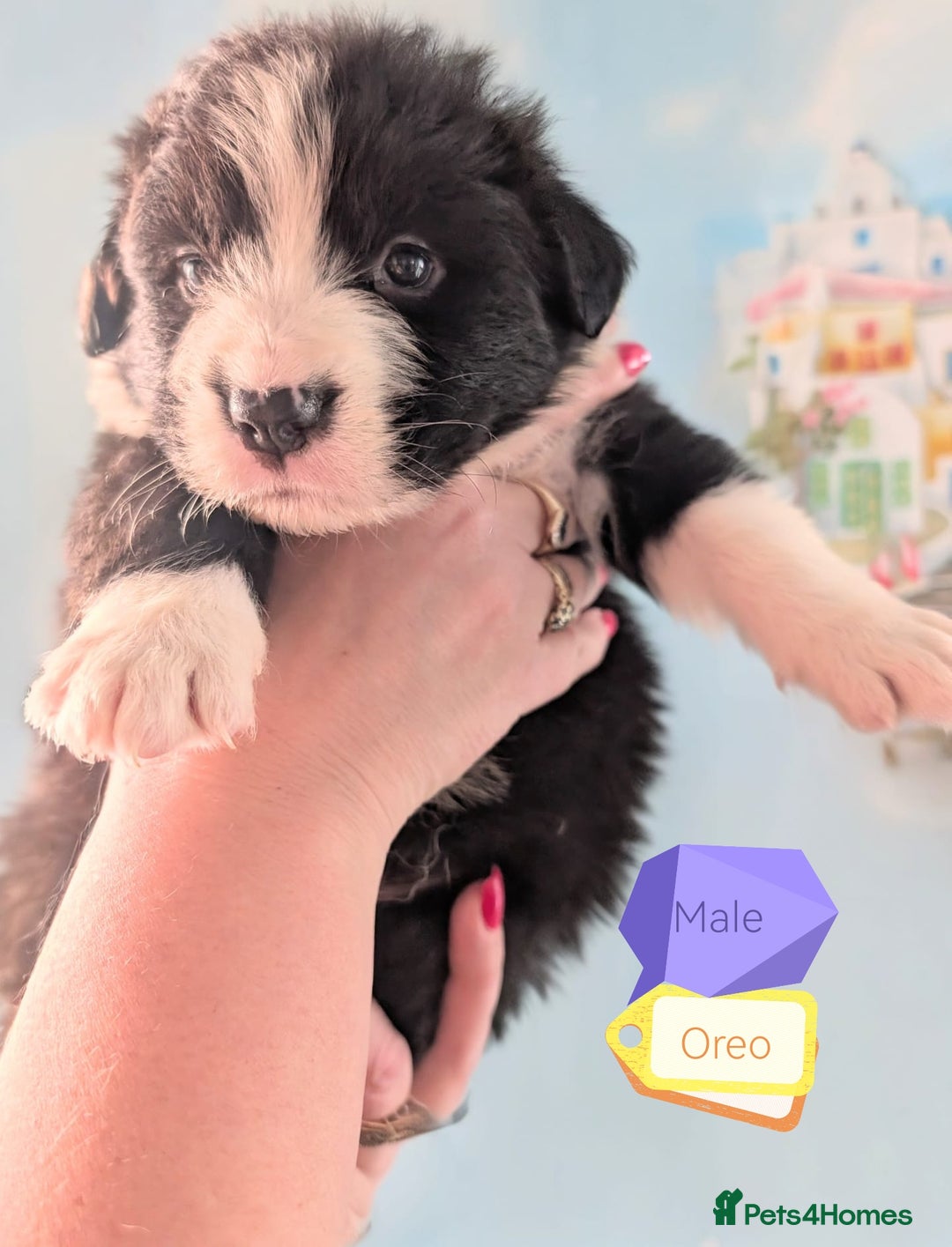 Mixed Breed dogs for sale: Beautiful Bordernese Puppies - Advert 13