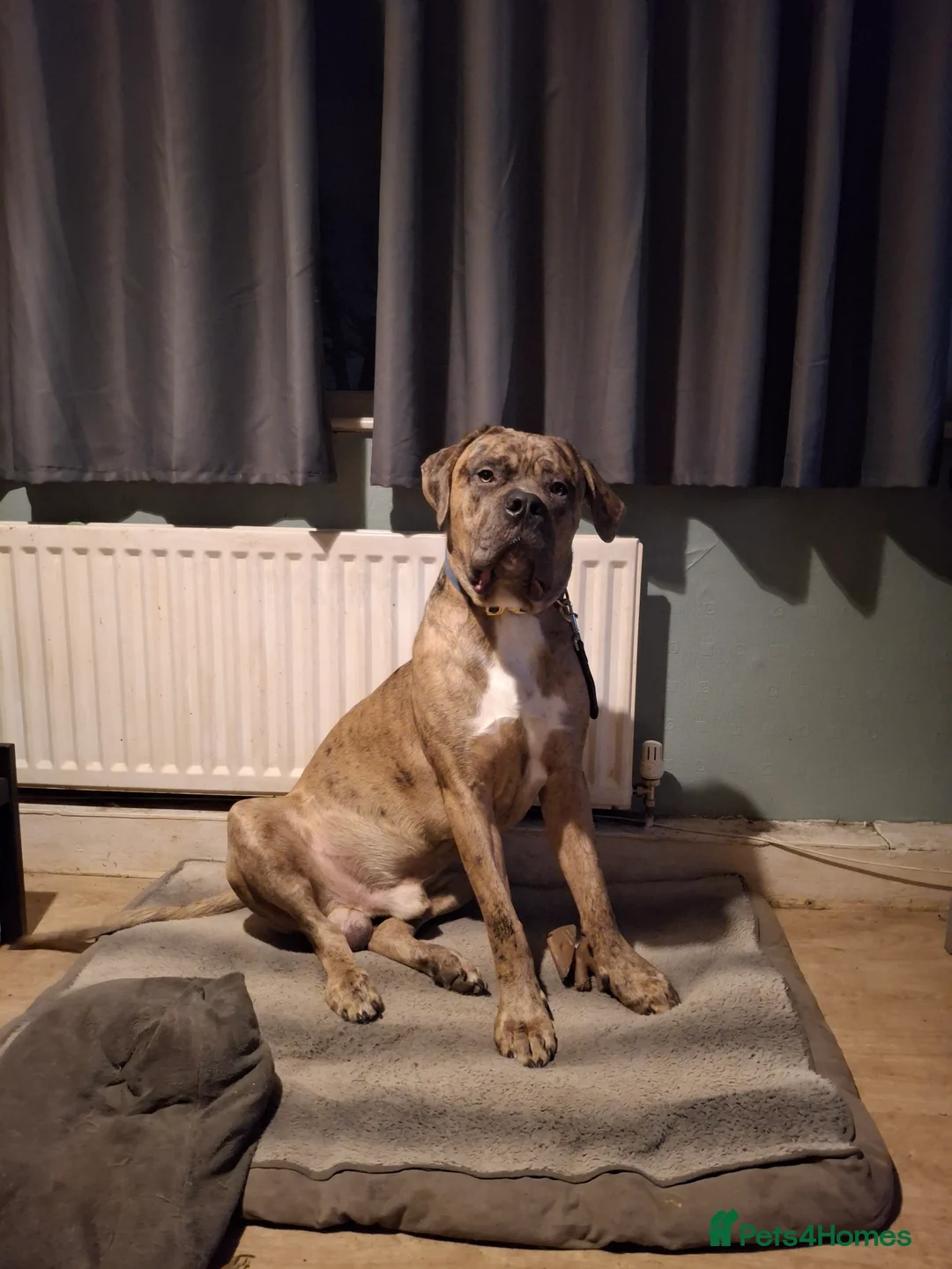 Mastiff dogs for sale: Bentley - Advert 1