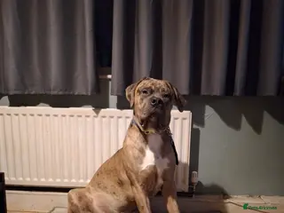 Mastiff dogs Bentley - Advert 1