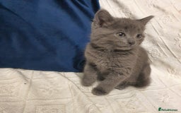 Russian Blue cats for sale: 6 pure grey kittens  - Image 1