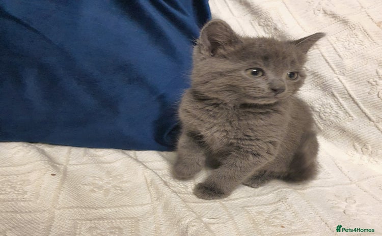 Russian Blue cats - Advert 3