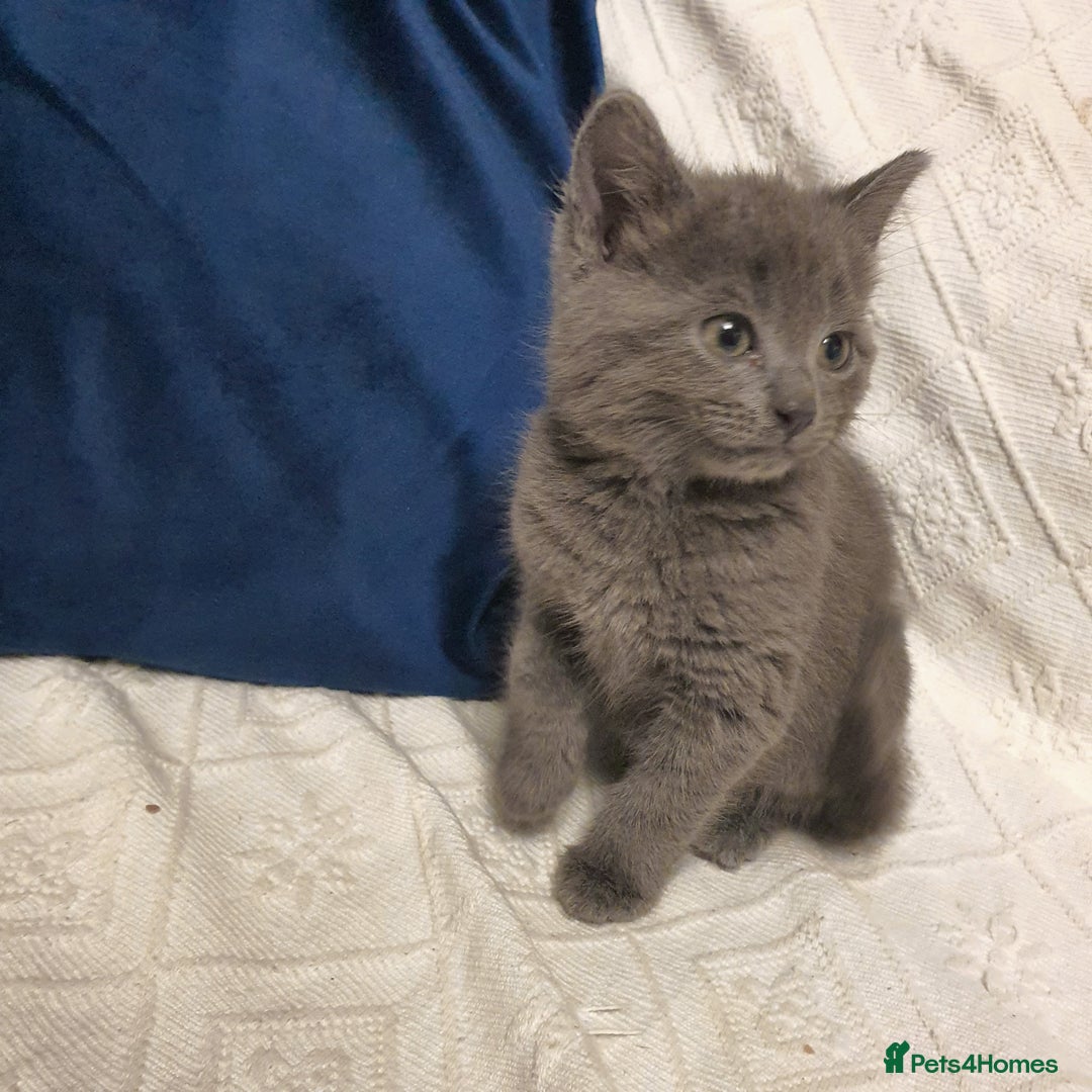 Russian Blue cats for sale: 6 pure grey kittens  - Image 1