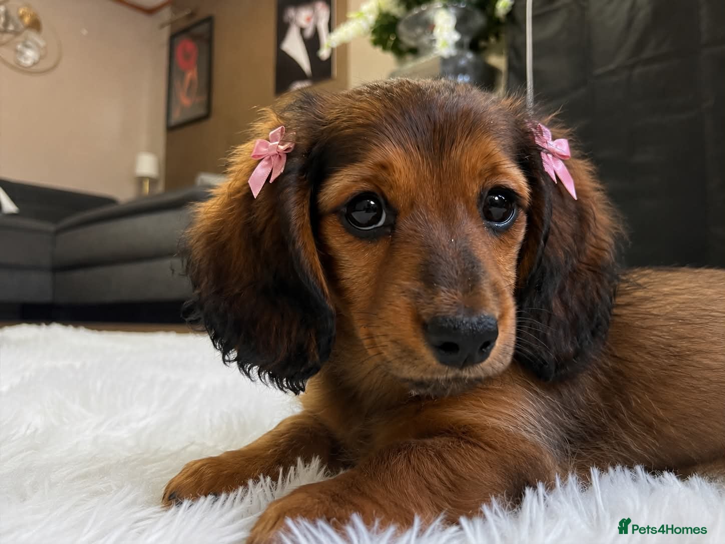 Miniature Dachshund dogs Reduced price -Mini longhair Dachshund female  - Advert 9