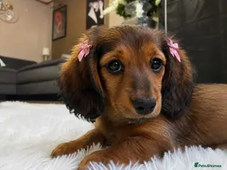 Miniature Dachshund dogs Reduced price -Mini longhair Dachshund female - Advert 9