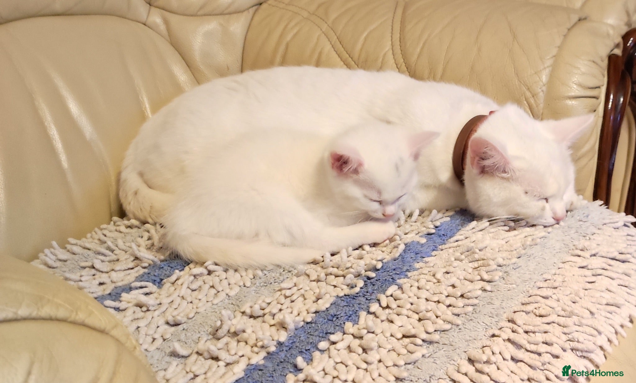 Mixed Breed cats Kittens  - Advert 1