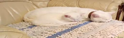 Mixed Breed cats for sale: Kittens  - Advert 1