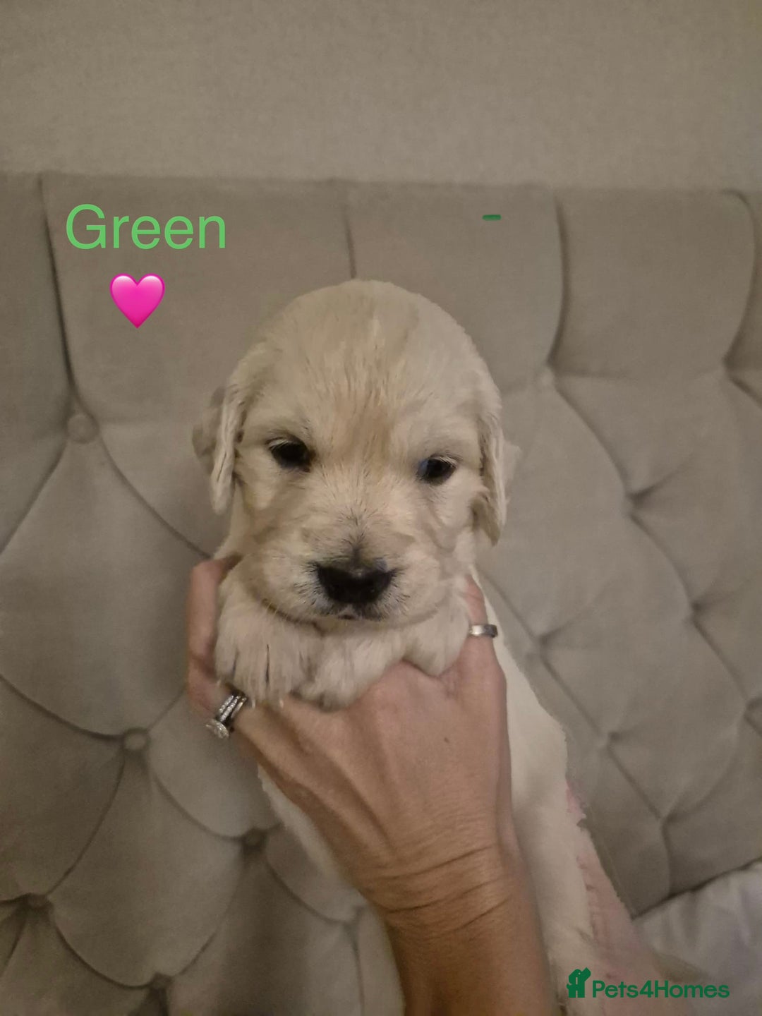 Golden Retriever dogs for sale: Golden Retriever Puppies  - Advert 4