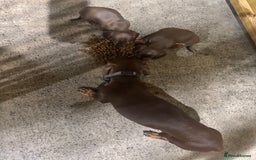 Dachshund dogs for sale: Ready now daschunds  - Image 3
