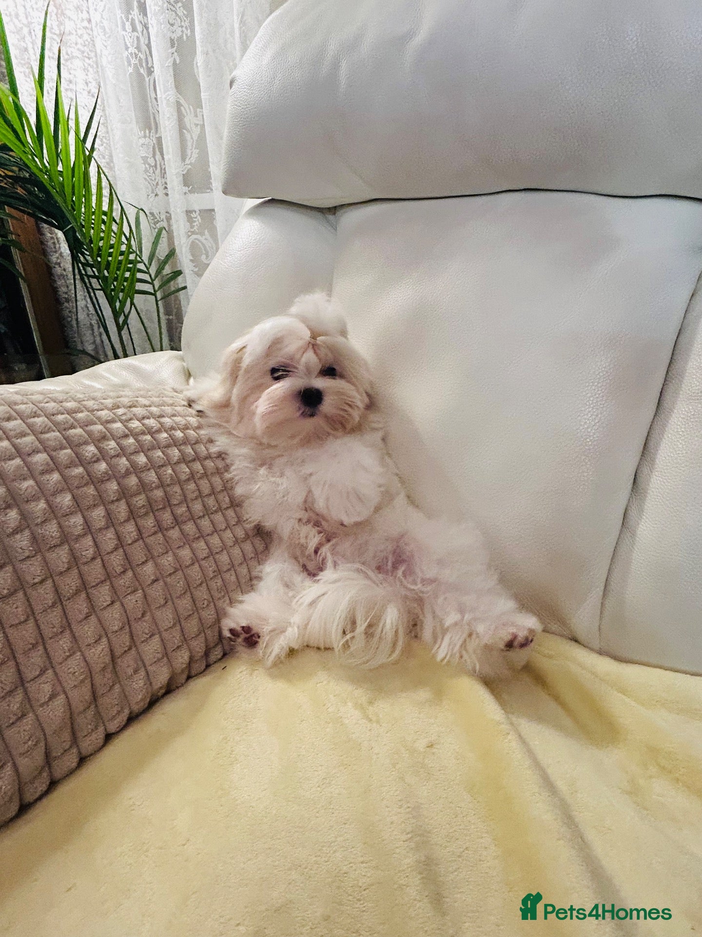 Maltese dogs for sale: Beautiful Maltese Boy - Advert 3
