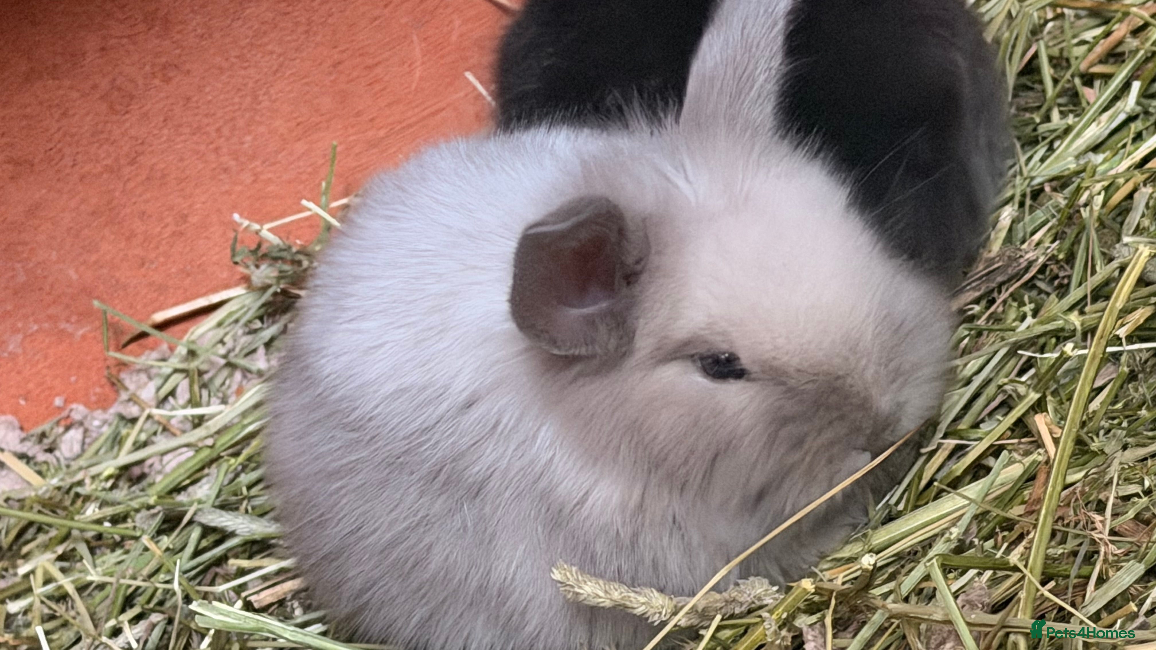 Mixed Breed rabbits Lionheadxminilop  - Advert 4