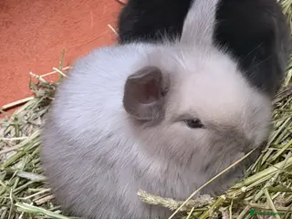 Mixed Breed rabbits Lionheadxminilop - Advert 4