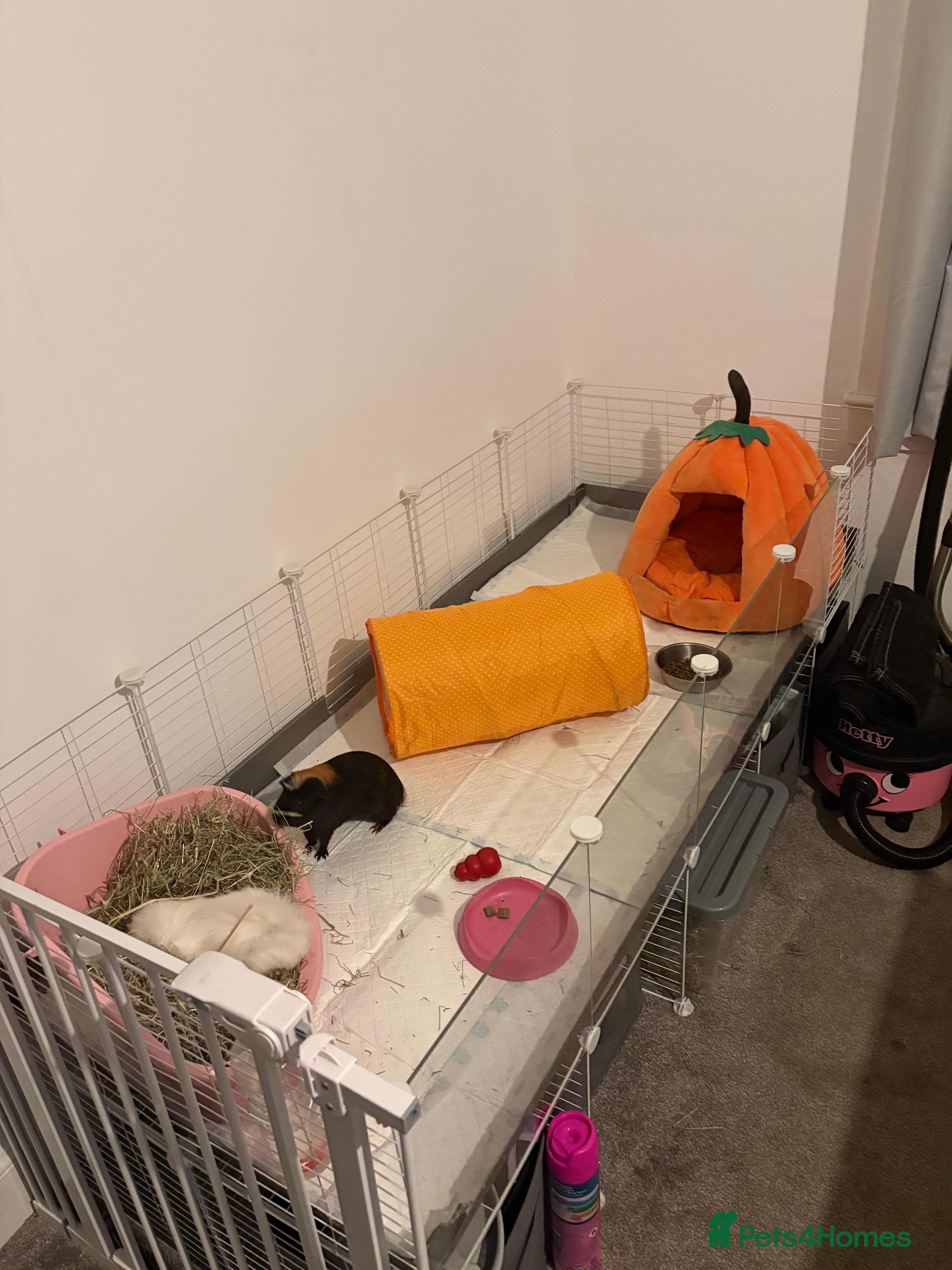 Guinea Pig rodents 2 x Male Guinea Pigs - Advert 1