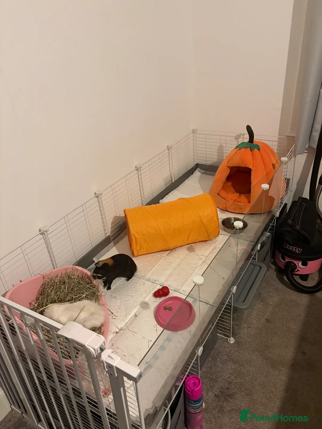 Guinea Pig rodents for sale: 2 x Male Guinea Pigs - Advert 1