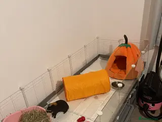 Guinea Pig rodents 2 x Male Guinea Pigs - Advert 1