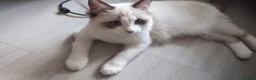 Ragdoll cats for sale: Seal bicolour ragdoll boy - Advert 3