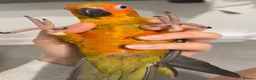 Parrots birds for sale: A Splash of Color and Joy for Your Home in Colchester - Advert 6