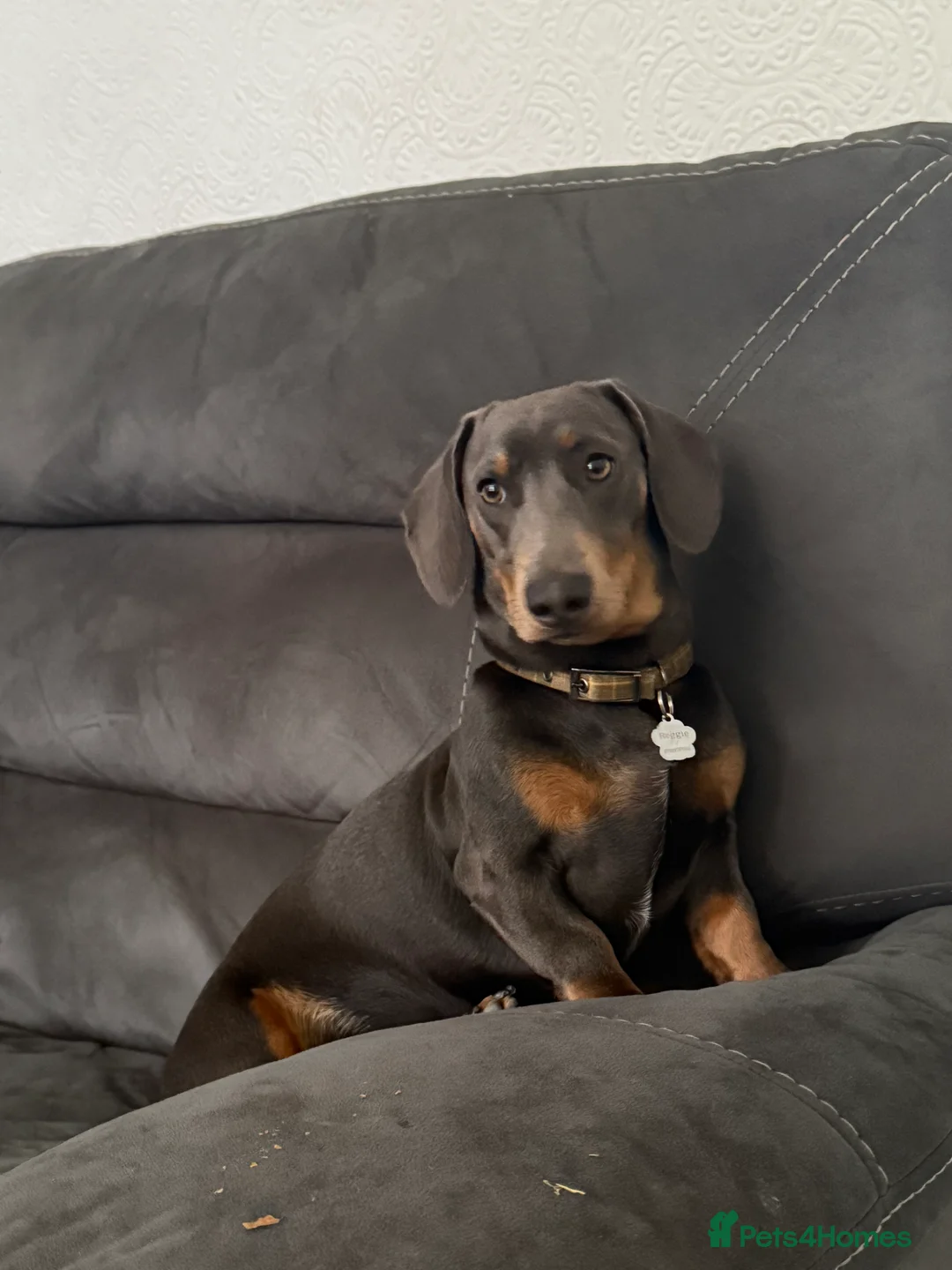 Dachshund dogs for stud: For stud a handsome sausage dog - Advert 2