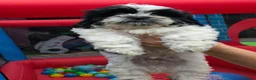 Shih Tzu dogs for sale: Beautiful shitzu for sale - Advert 3