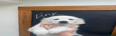 Golden Retriever Puppy 8