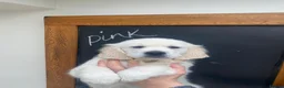 Golden Retriever dogs for sale: Beautiful Golden Retriever Puppies - Advert 4