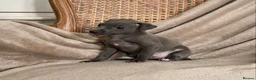 Italian Greyhound dogs for sale: KC Italian greyhound puppies European lineage - Advert 32