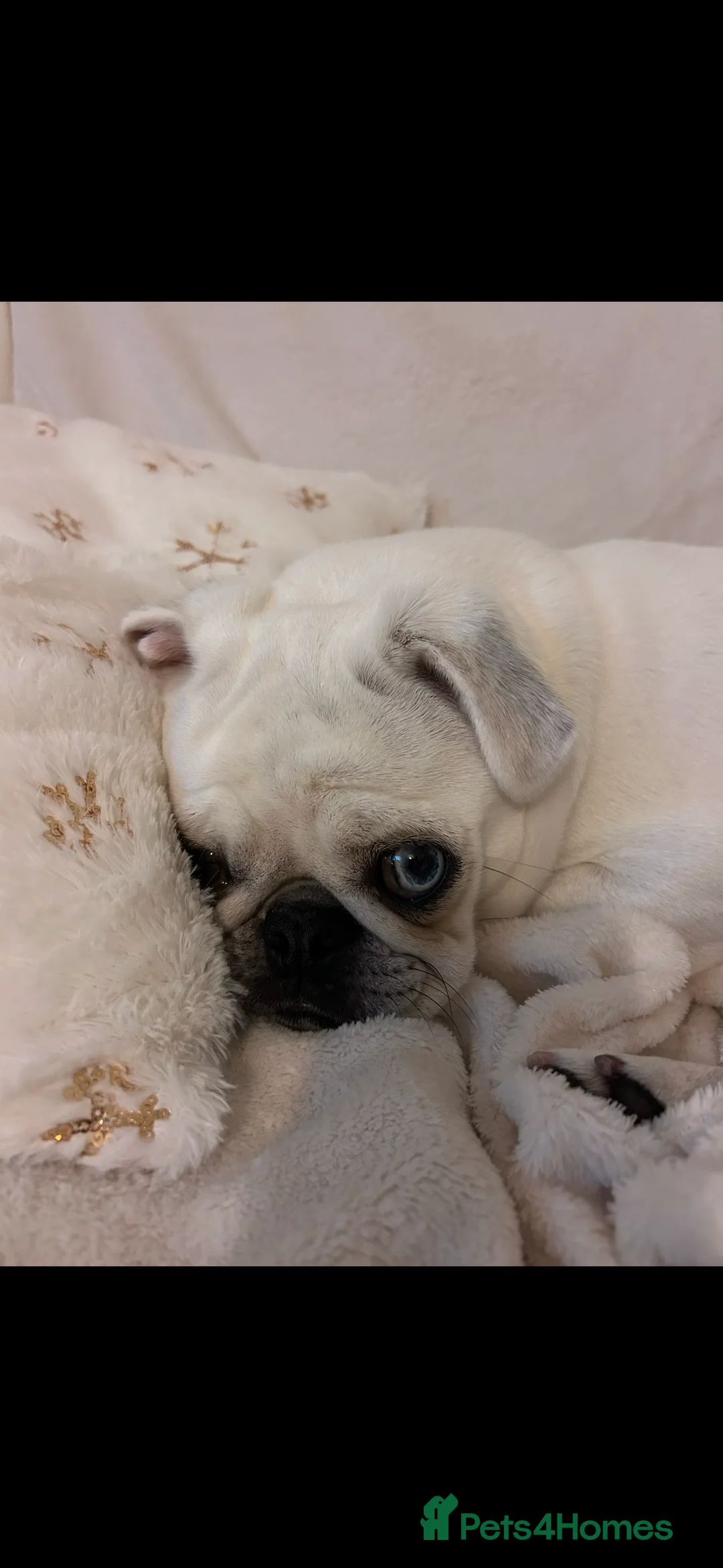 Pug dogs for sale: Loving Female Pug looking for her forever home - Advert 2
