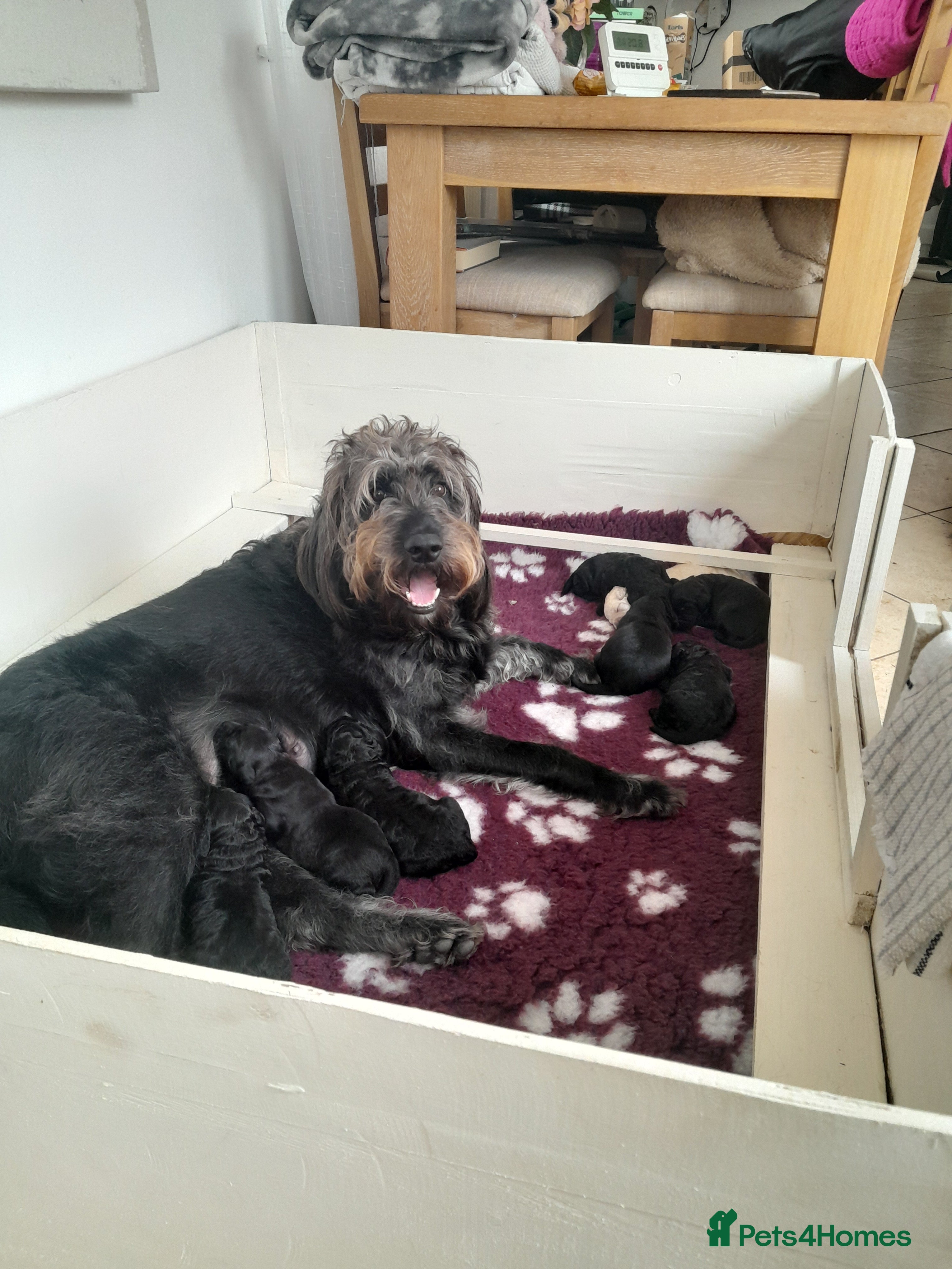 Goldendoodle dogs for sale: Gorgeous Goldendoodle puppies - Advert 23