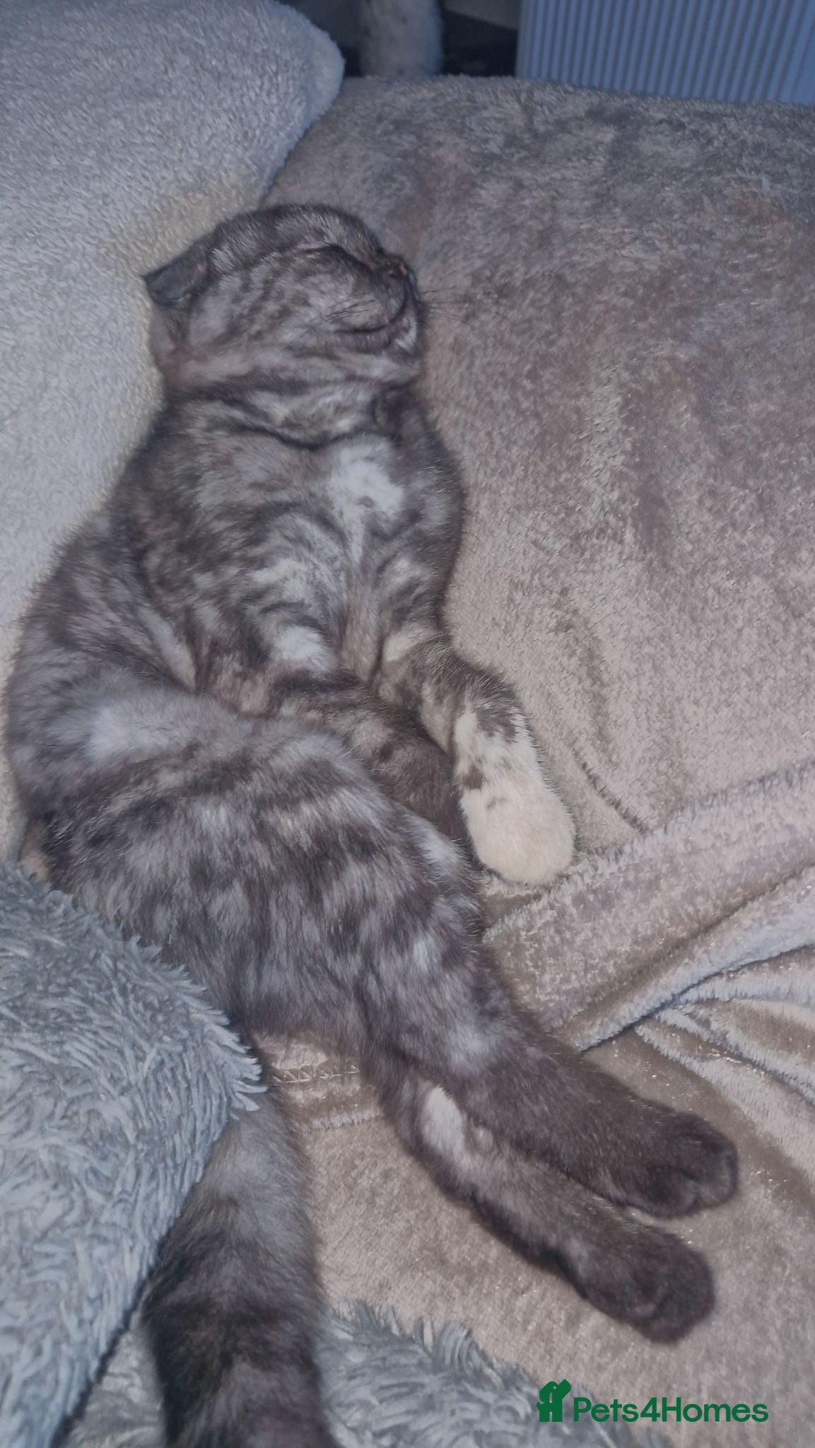 Scottish Fold cats Scottish Fold Kittens READY FOR NEW HOMES  - Advert 15