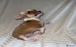 Chihuahua dogs for sale: Chihuahua puppies girls and boys - Image 4