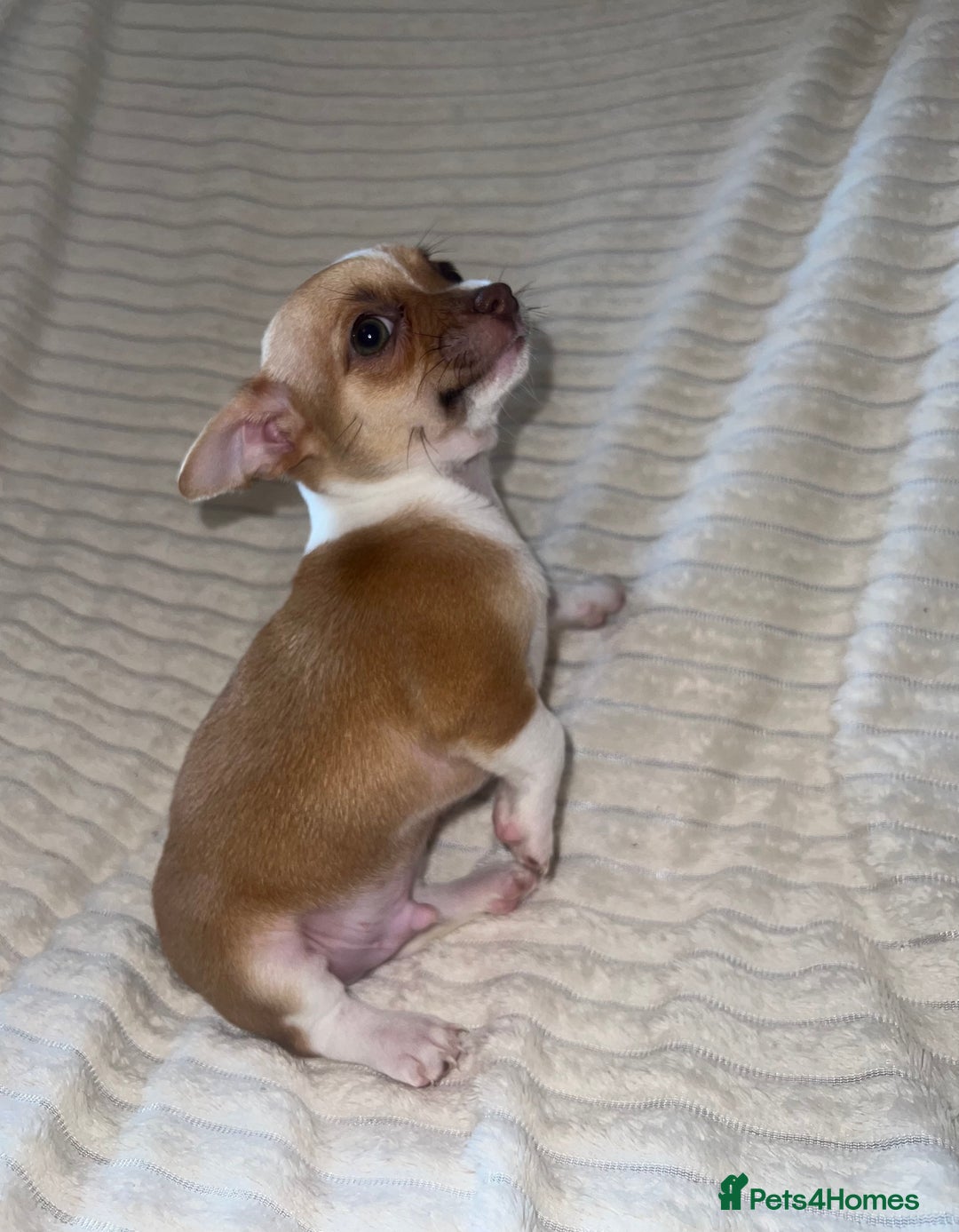 Chihuahua dogs for sale: Chihuahua puppies girls and boys - Image 4