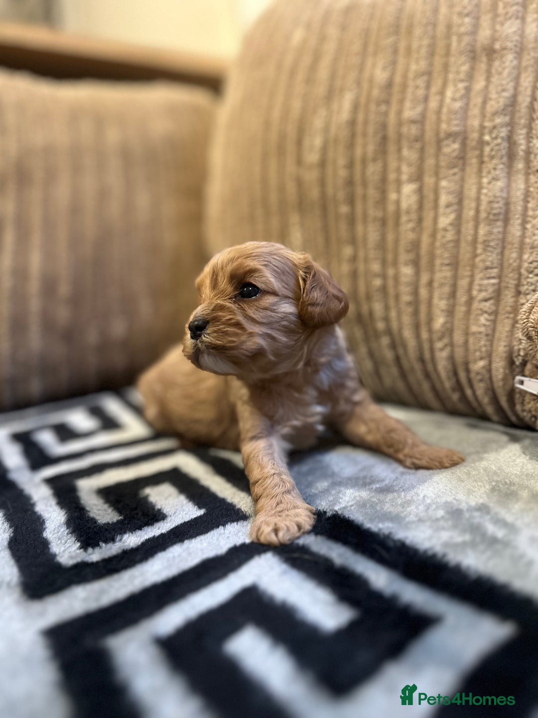 Cavapoo dogs for sale: 🐶 Beautiful Red Cavapoo Puppies – Ready November  - Image 29
