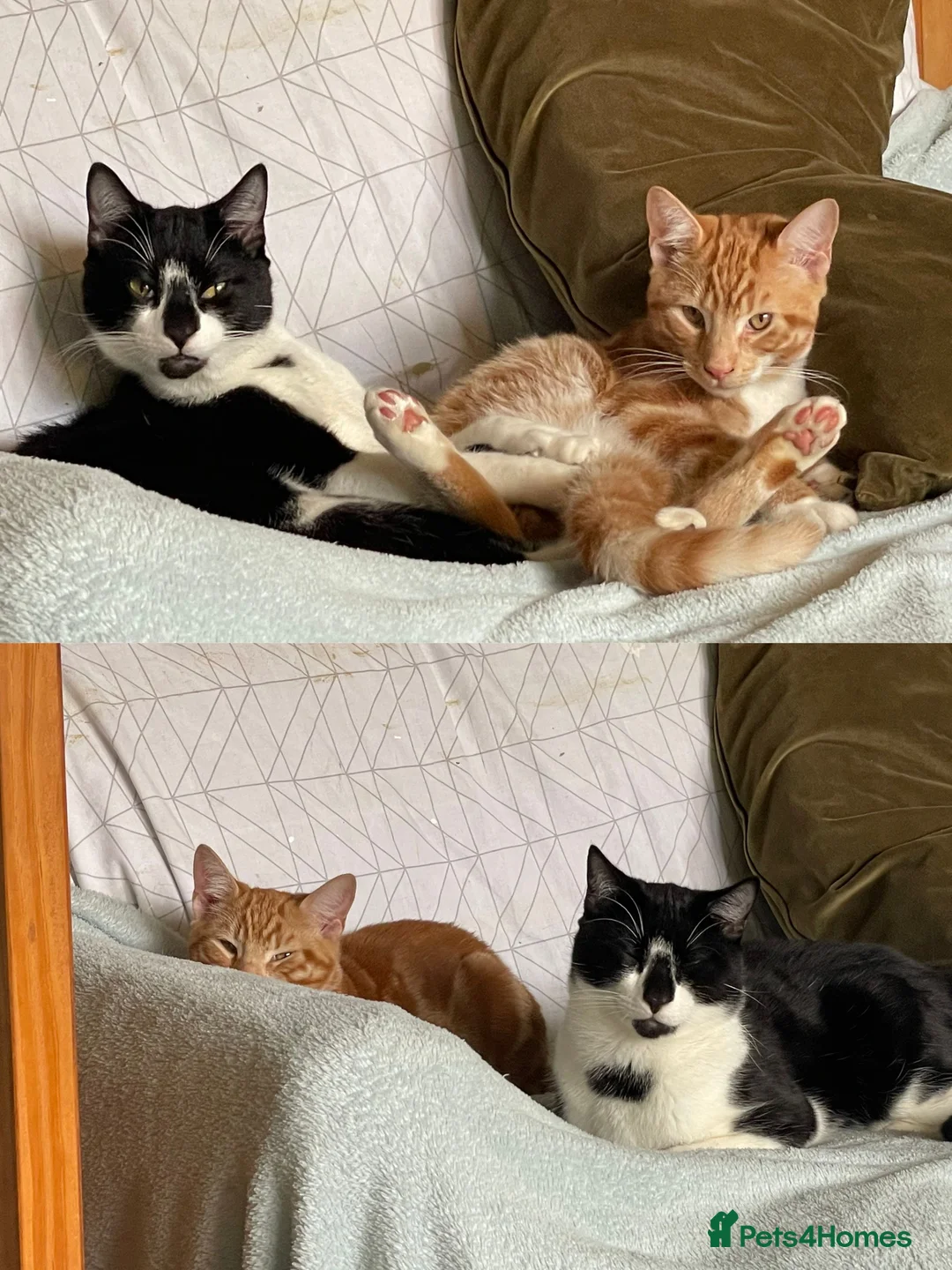 Mixed Breed cats for adoption: Brother Kitties with So Much Love - Advert 2