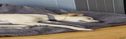 Mixed Breed dogs for adoption: ❤️🐶 TOSCA – A LITTLE RAY OF SUNSHINE in Nottingham - Advert 5