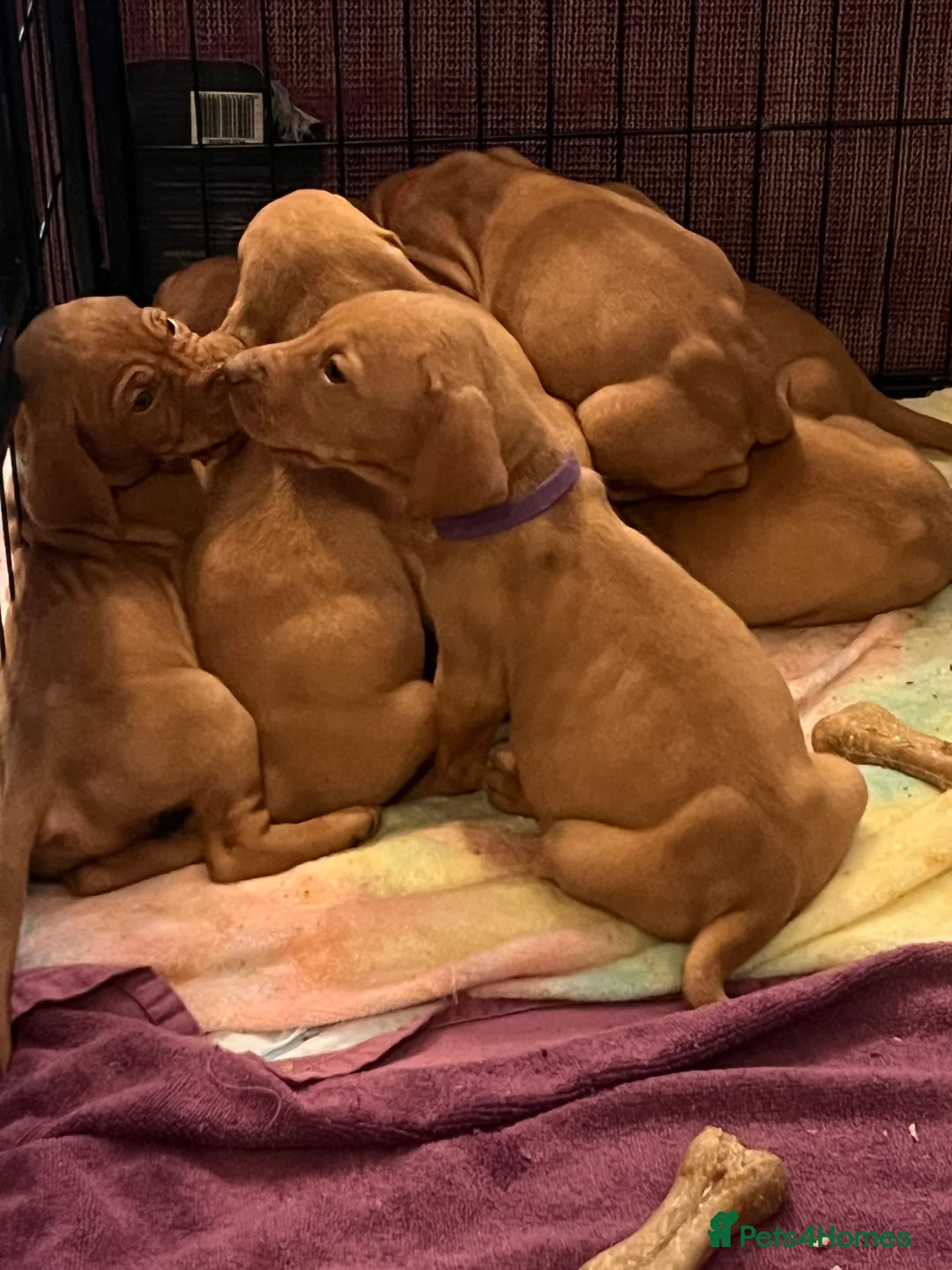 Hungarian Vizsla dogs for sale: Chunky curious pupies for March!! 🐶🐶 - Advert 2