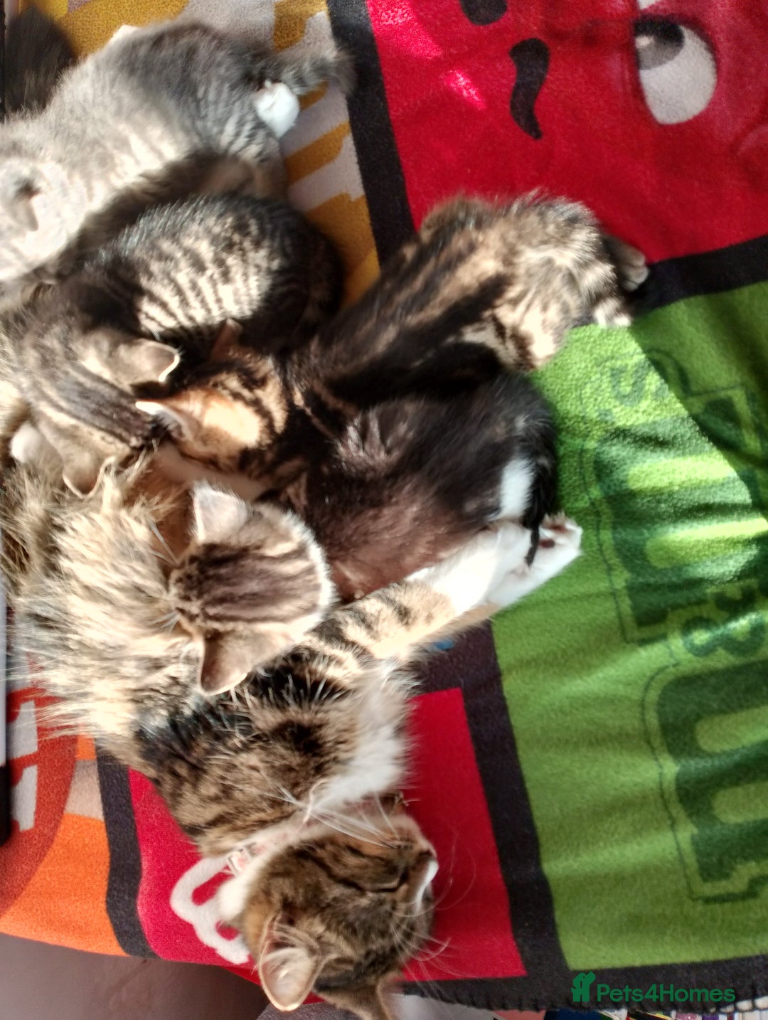 British Longhair cats for sale: Fluffy BLH Kittens Looking for Loving Homes - Advert 3