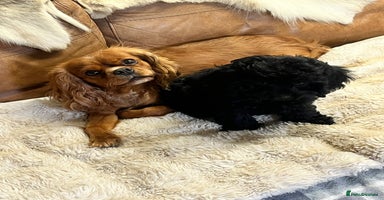 Cavapoo dogs - Advert 3