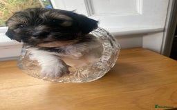 Mixed Breed dogs for sale: Doxie - chon puppies for sale - Image 17