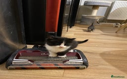 Mixed Breed cats for sale: Bengal X Ragdoll kittens - Image 3