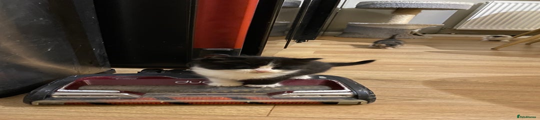 Mixed Breed Kitten 3